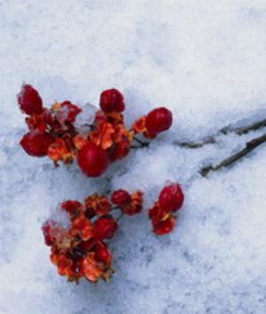 00150Nature.jpg Nature