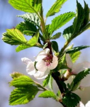 00170Nature.jpg Nature