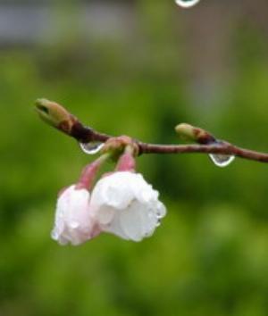 00190Nature.jpg Nature