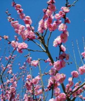 00210Nature.jpg Nature