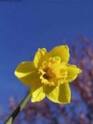 0027Nature.jpg Nature