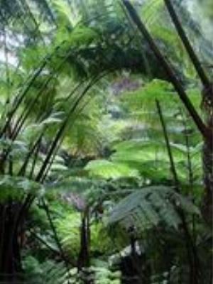 0029Nature.jpg Nature