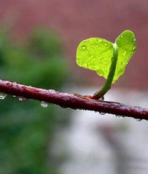 00310Nature.jpg Nature