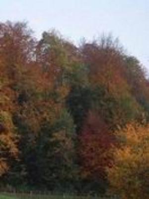 0033Nature.jpg Nature