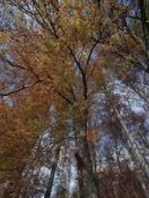 0034Nature.jpg Nature