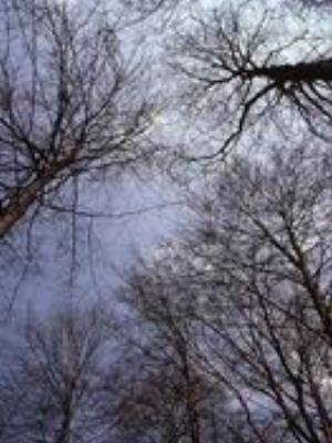 0035Nature.jpg Nature