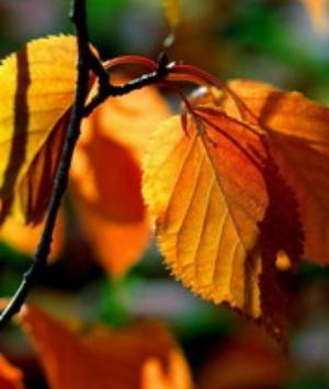 00370Nature.jpg Nature