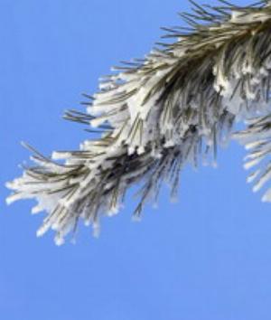 00390Nature.jpg Nature