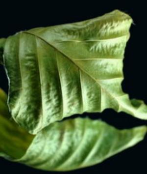 00410Nature.jpg Nature