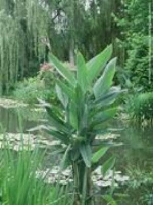 0041Nature.jpg Nature