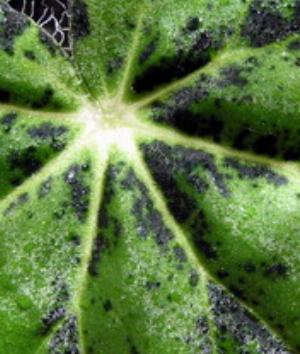 00430Nature.jpg Nature