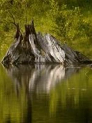 0044Nature.jpg Nature