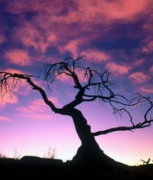 00450Nature.jpg Nature