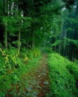 0047nature.jpg Nature