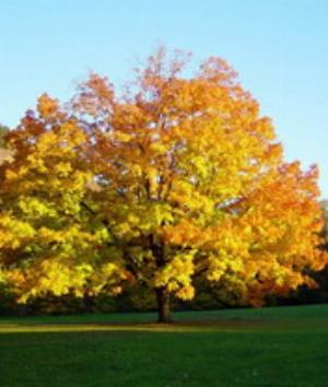 00510Nature.jpg Nature