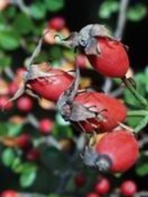 0051Nature.jpg Nature