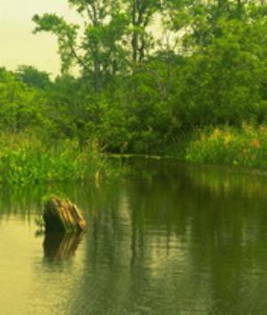 00520Nature.jpg Nature