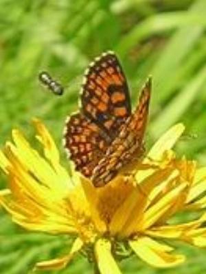 0052Nature.jpg Nature