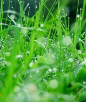 00530Nature.jpg Nature