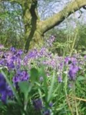 0055Nature.jpg Nature