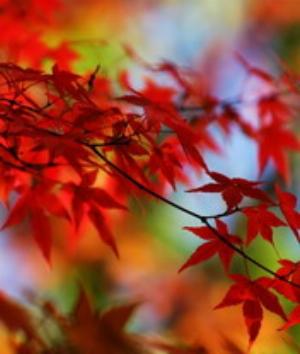 00590Nature.jpg Nature