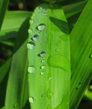 00630Nature.jpg Nature