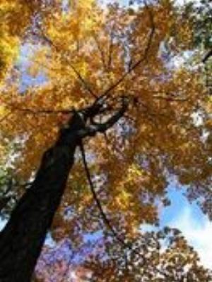 0063Nature.jpg Nature