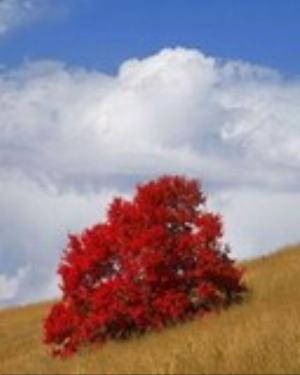 0063nature.jpg Nature