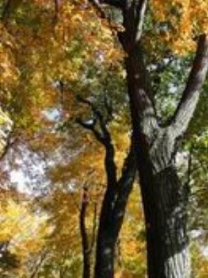 0065Nature.jpg Nature