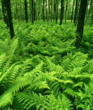 00660Nature.jpg Nature