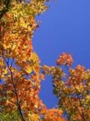 0066Nature.jpg Nature