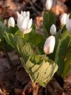 0070Nature.jpg Nature