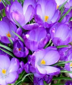 00760Nature.jpg Nature