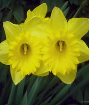 00780Nature.jpg Nature