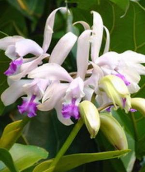 00800Nature.jpg Nature