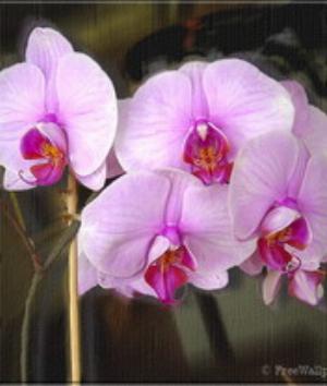 00820Nature.jpg Nature