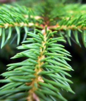 00830Nature.jpg Nature