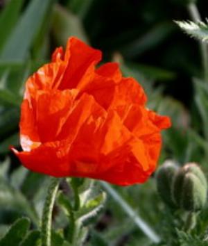 00840Nature.jpg Nature