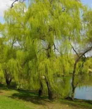 00890Nature.jpg Nature