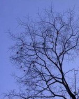 0091nature.jpg Nature