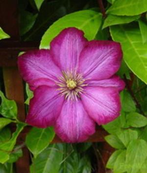 00920Nature.jpg Nature