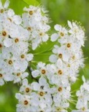 0094nature.jpg Nature