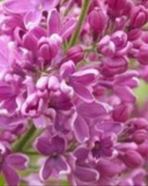 0096nature.jpg Nature