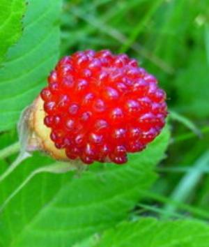 00970Nature.jpg Nature