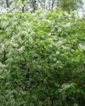 0098nature.jpg Nature