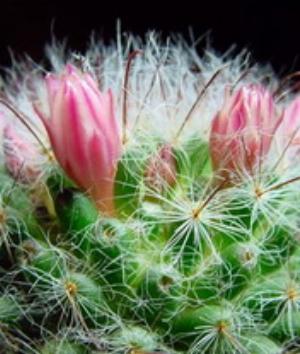 00990Nature.jpg Nature