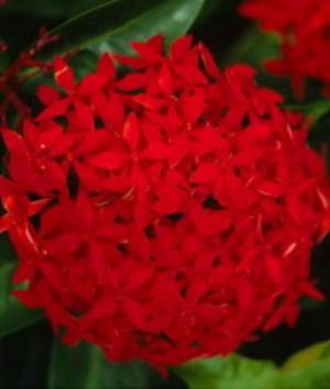 01000Nature.jpg Nature