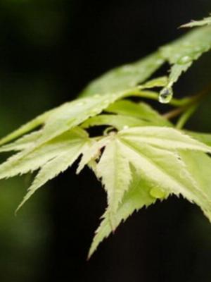 3D_Mobile_157.jpg Phones