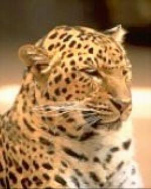 128x160-243.jpg Toons